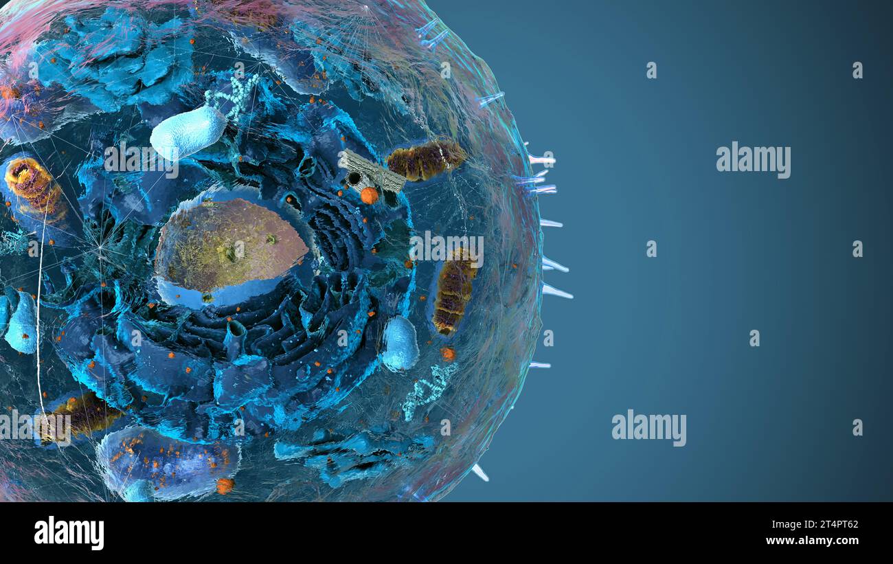 Subunità all'interno di cellule eucariotiche, nuclei e organelli e membrana plasmatica - illustrazione 3d Foto Stock