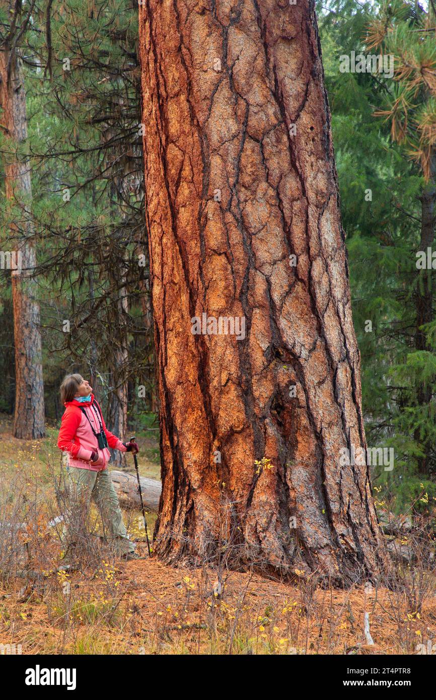 Pino Ponderosa (Pinus ponderosa) lungo il Myrtle Creek Trail, Malheur National Forest, Oregon Foto Stock