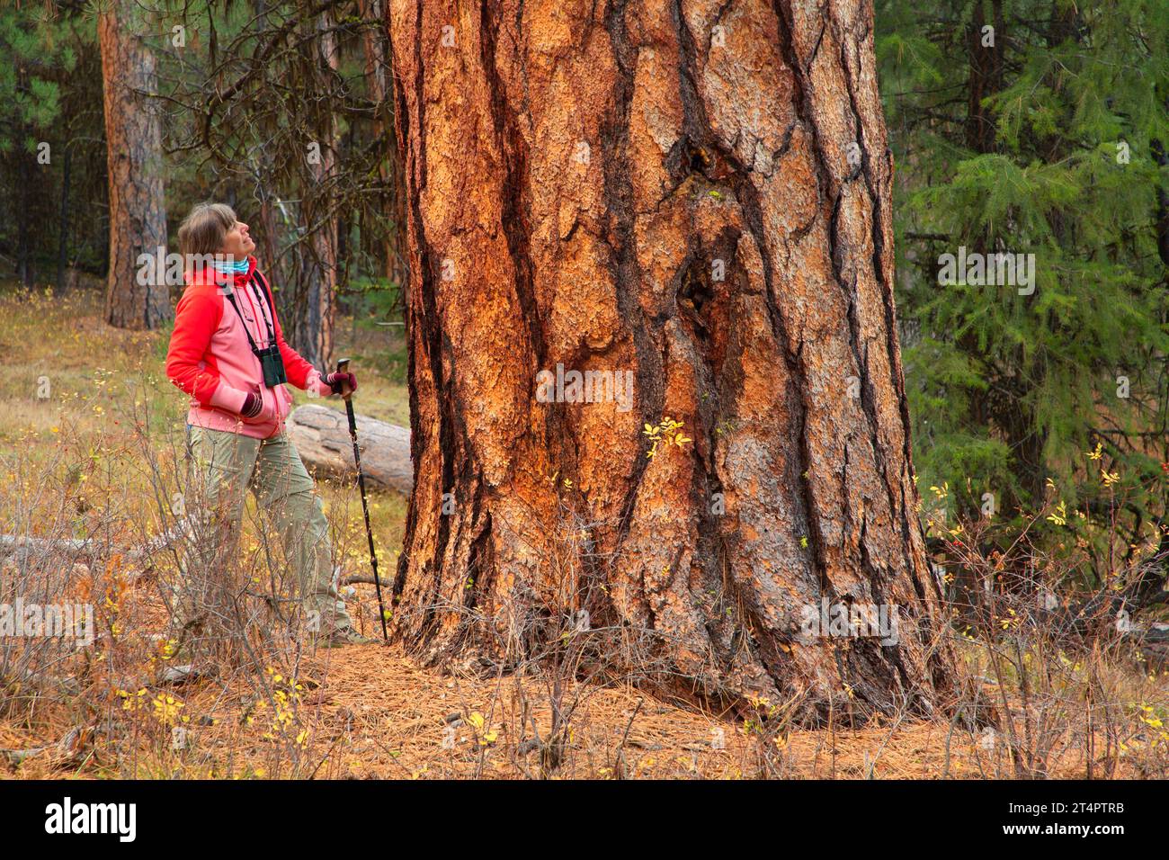Pino Ponderosa (Pinus ponderosa) lungo il Myrtle Creek Trail, Malheur National Forest, Oregon Foto Stock