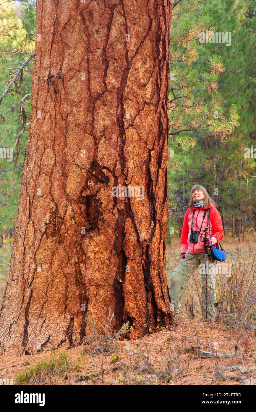 Pino Ponderosa (Pinus ponderosa) lungo il Myrtle Creek Trail, Malheur National Forest, Oregon Foto Stock