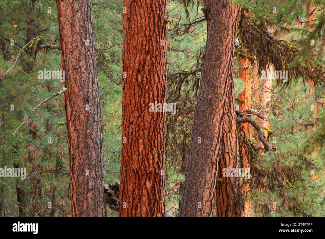 Pino Ponderosa (Pinus ponderosa) lungo il Myrtle Creek Trail, Malheur National Forest, Oregon Foto Stock