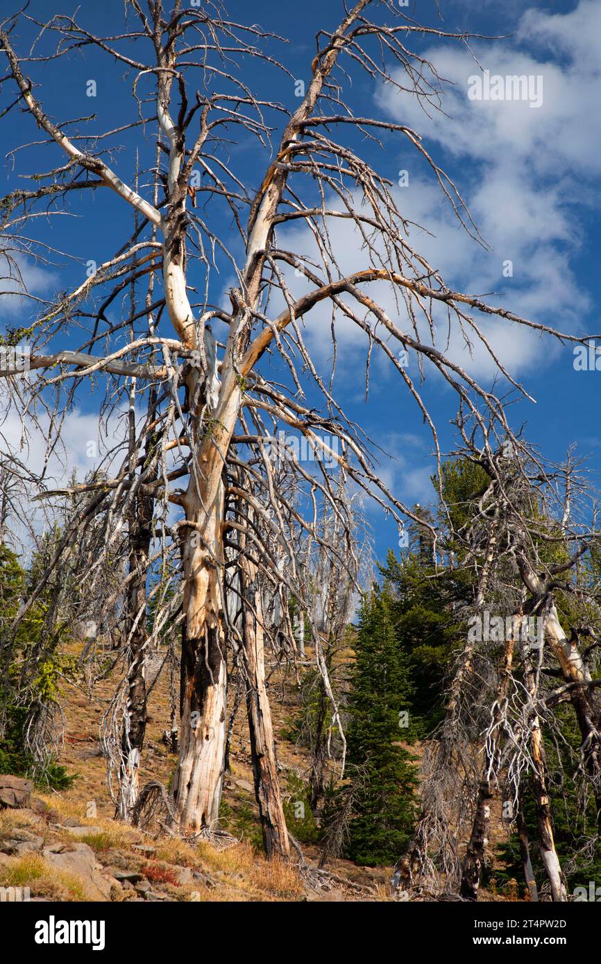 Il fuoco di Canyon Creek si snoda lungo le strade End Trail, Strawberry Mountain Wilderness, Malheur National Forest, Oregon Foto Stock