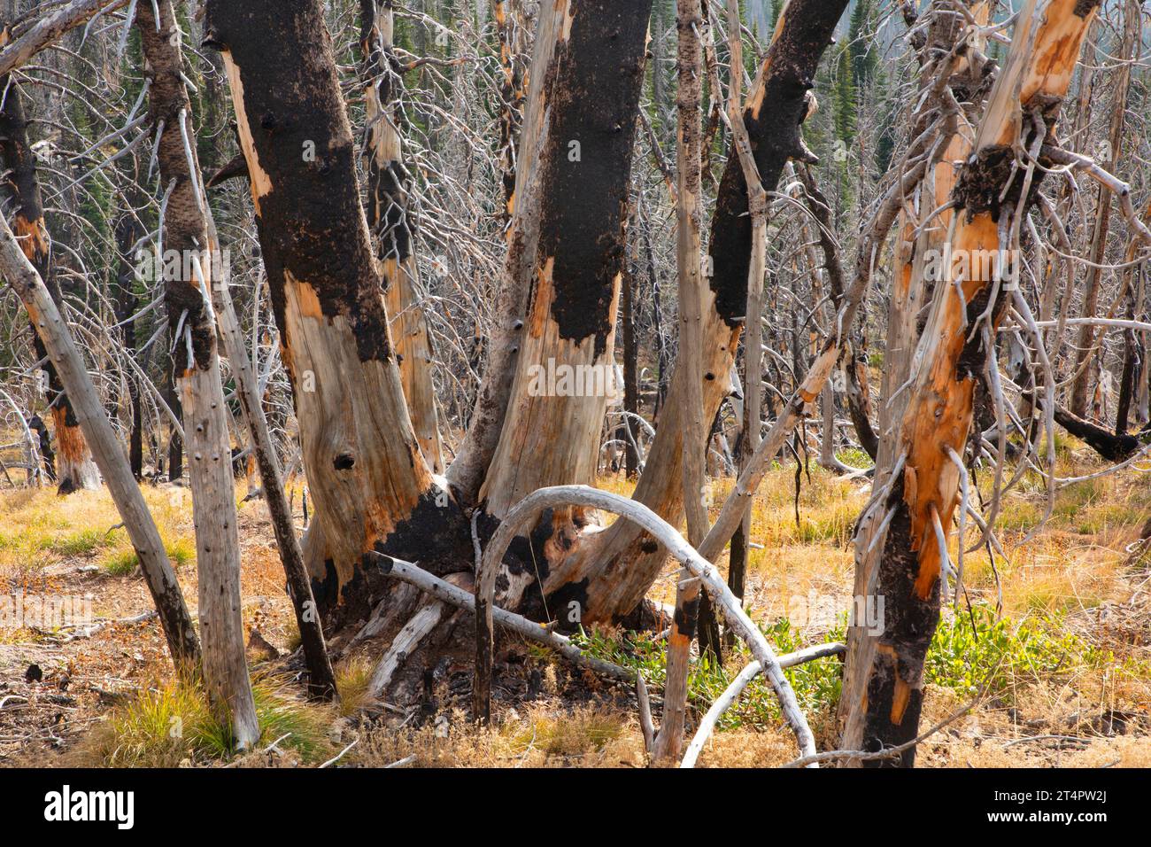 Il fuoco di Canyon Creek si snoda lungo le strade End Trail, Strawberry Mountain Wilderness, Malheur National Forest, Oregon Foto Stock
