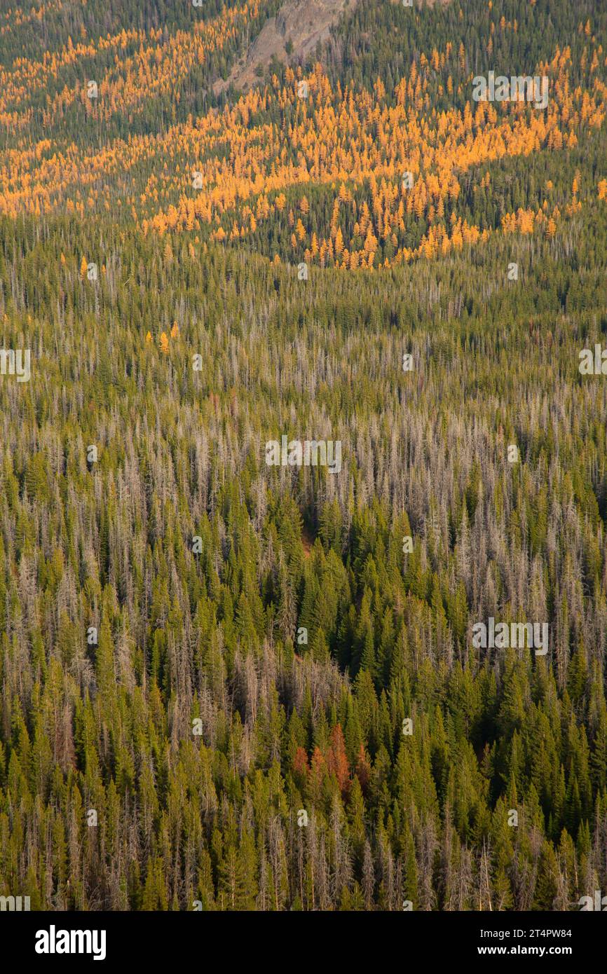 Foresta di Strawberry Basin da Roads End Trail, Strawberry Mountain Wilderness, Malheur National Forest, Oregon Foto Stock
