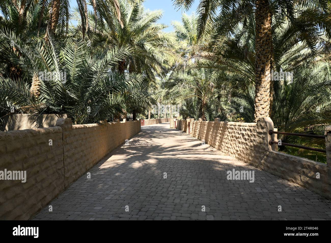 Cammina nel centro della fattoria delle datteri di al Ain Oasis Foto Stock