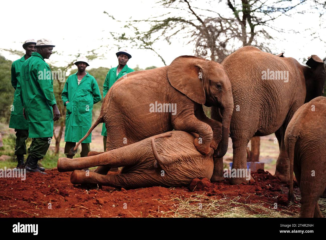 Elefanti che giocano al Sheldrick Wildlife Trust Elephant Orphanage nel Parco Nazionale di Nairobi, visitato da re Carlo III e dalla regina Camilla per ascoltare il lavoro del Trust nella conservazione e conservazione della fauna selvatica e delle aree protette in tutto il Kenya, il secondo giorno della visita di stato in Kenya. Data foto: Mercoledì 1 novembre 2023. Foto Stock