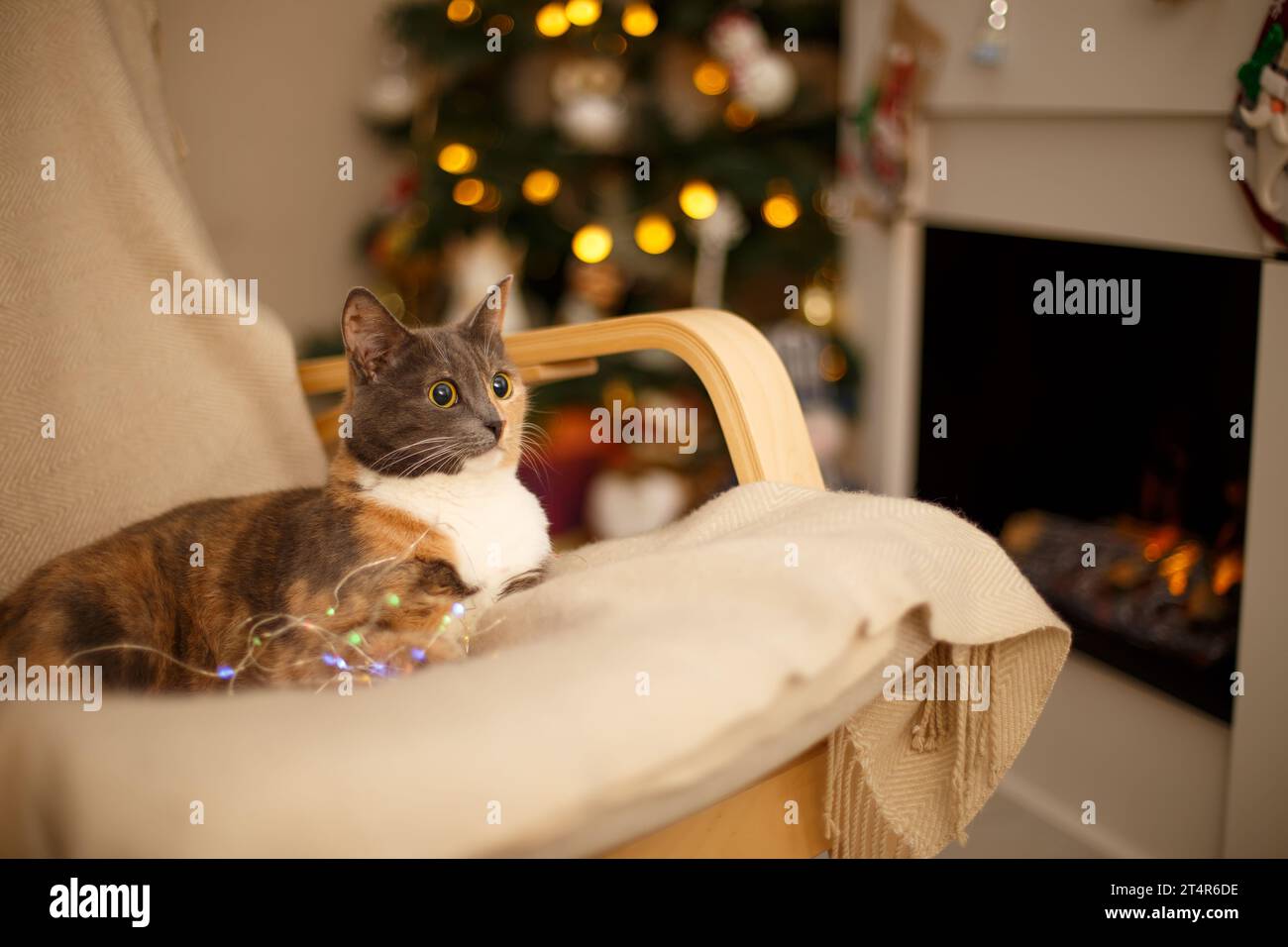 Bel gatto tricolore con grandi occhi rotondi si trova in una sedia. Sullo sfondo un albero di Natale decorato, ghirlande e un camino in fiamme. Nuovo Yea Foto Stock