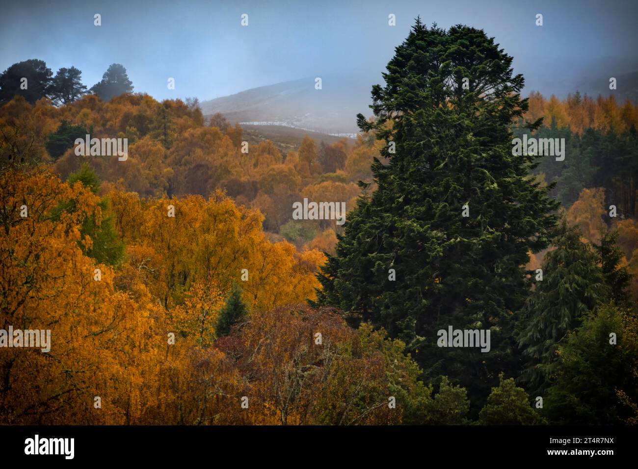 Non credo di aver mai scattato una foto che mostri l'arrivo dell'inverno in modo così perfetto. Le sfumature dorate degli alberi autunnali lasciano il posto a questo Foto Stock