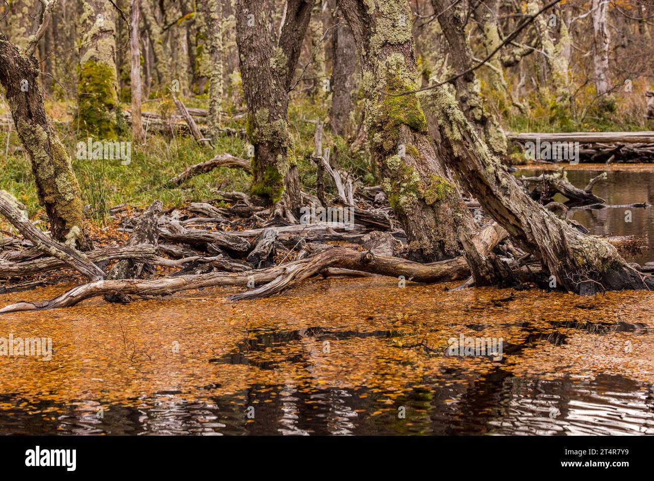 Natura selvaggia con acqua e alberi mistici nella foresta paludosa con colori autunnali nel Parco Nazionale Los Glaciares, Argentina, Sud America Foto Stock