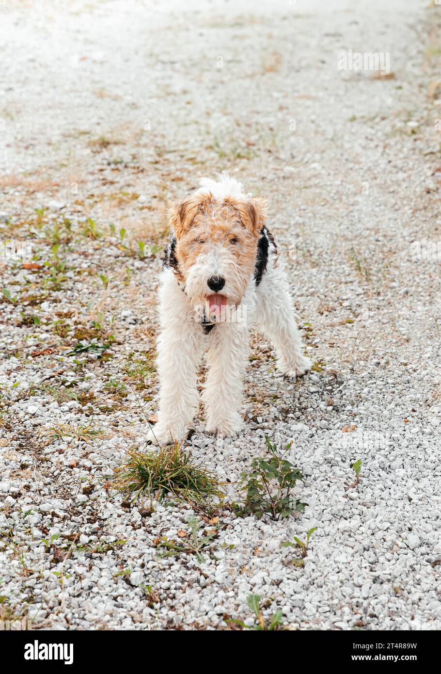 Young Beauty Explore: Fox Terrier's Adventures Near a Clearing and Distant Home, clinica veterinaria Foto Stock