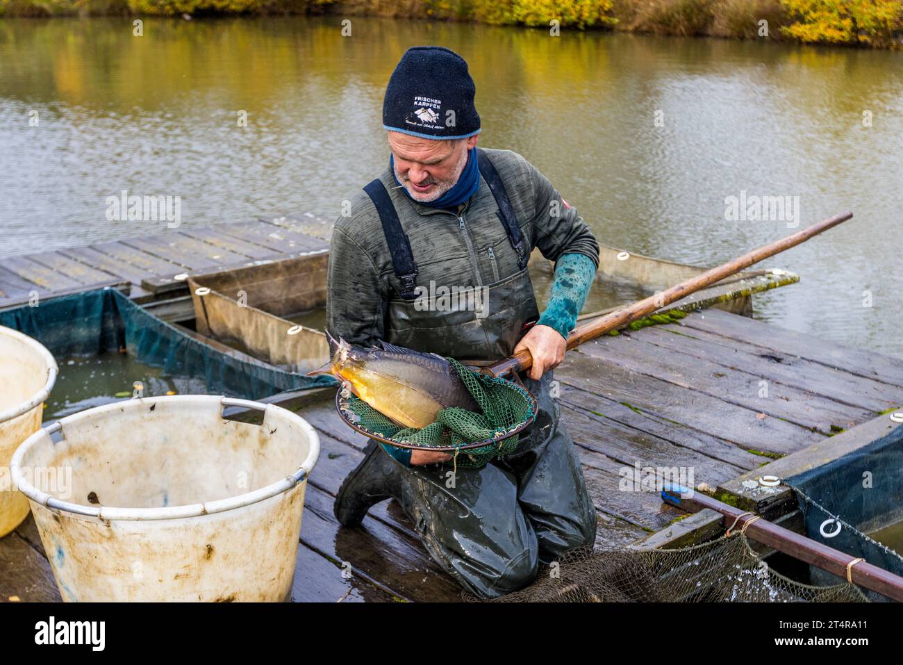 Il custode dello stagno Thomas Beer tiene in mano una carpa specchiata con una ferita alla pinna caudale, inflitta da una lontra. Lontre, cormorani ed aironi godono di protezione legale tutto l’anno in Germania, e perdite come questa fanno parte della realtà quotidiana per gli allevatori di carpe nella regione di Tirschenreuth. Mitterteich (VGem), Baviera, Germania. Foto Stock