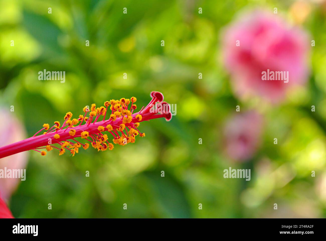steli gialli e pistole rosse di un fiore di ibisco.. Fiore rosso di ibisco cinese Shoeblackplant su sfondo di foglie verdi sfocate. Foto Stock