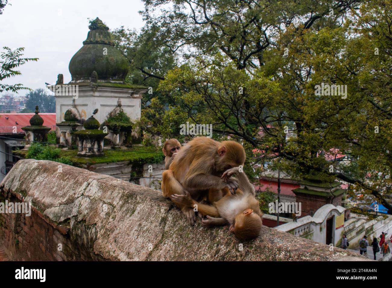 Kathmandu, Nepal: Scimmie su uno dei 518 mini templi nel complesso del famoso tempio indù Pashupatinath dedicato a Shiva, lungo il fiume Bagmati Foto Stock