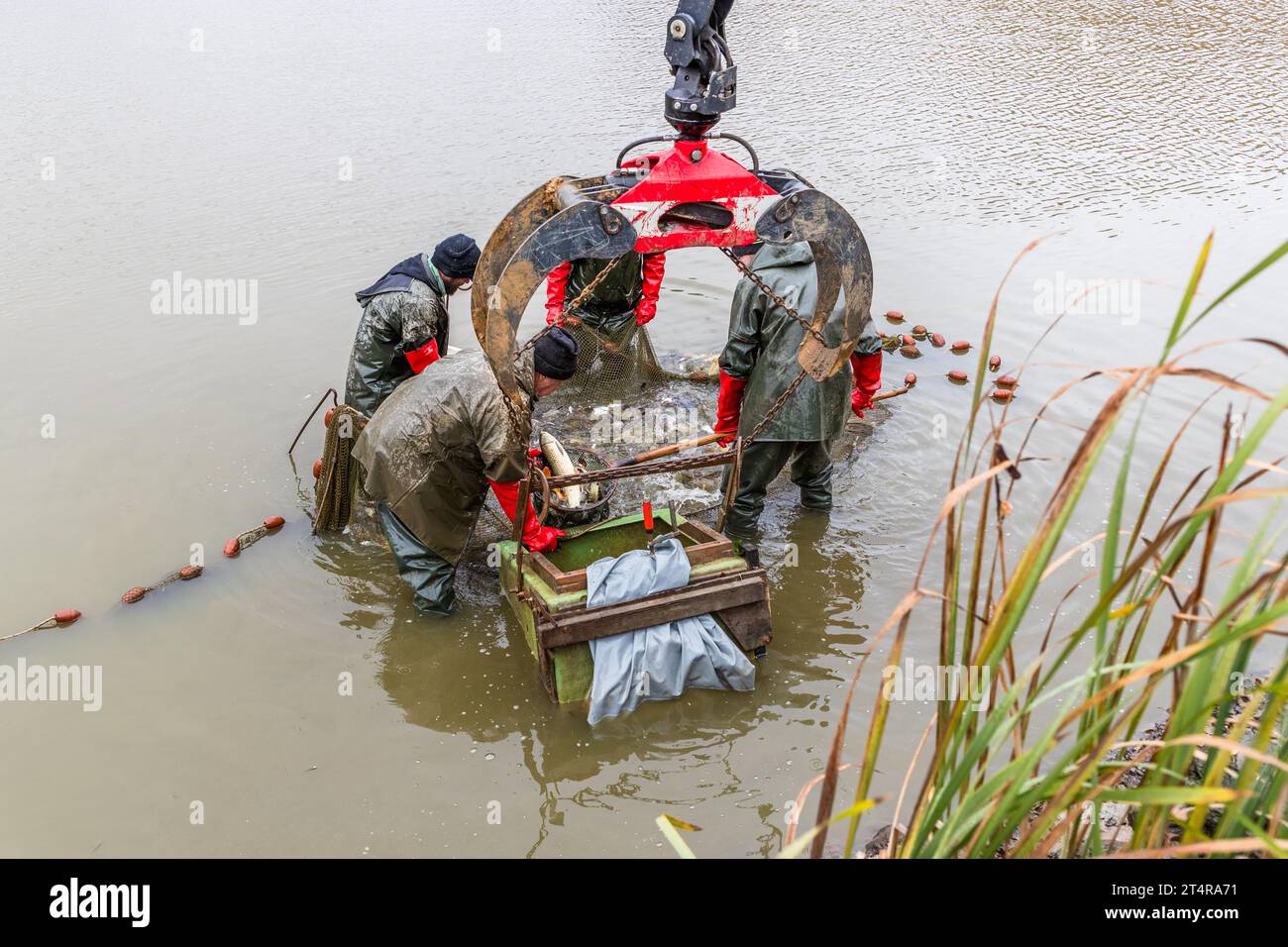 Oggigiorno, la pesca delle carpe viene praticata anche con le macchine. Qui c'è una gru che solleva il cibo e il pesce dall'acqua. Mitterteich (VGem), Germania Foto Stock
