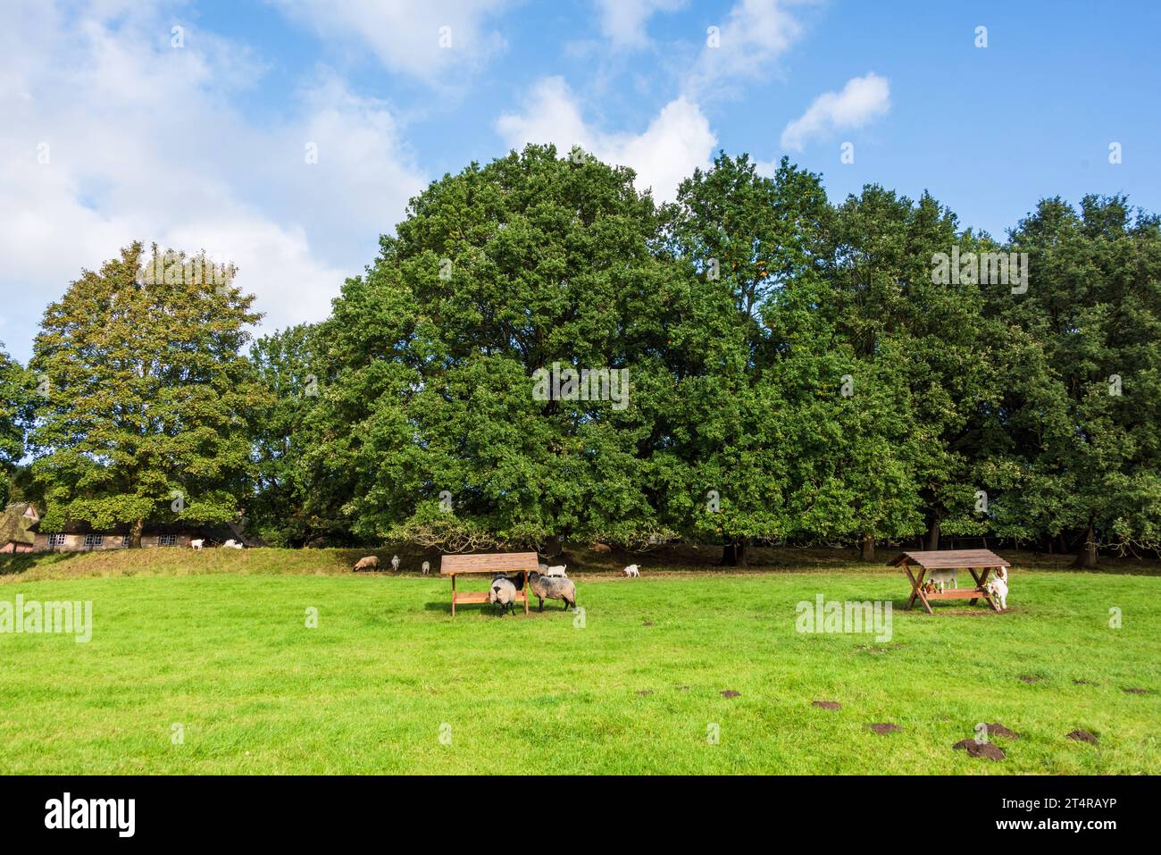 Schwarz-weiße Wollschafe auf einer Weide an der Futterstelle *** pecore di lana bianca e nera al pascolo nel luogo di alimentazione Foto Stock