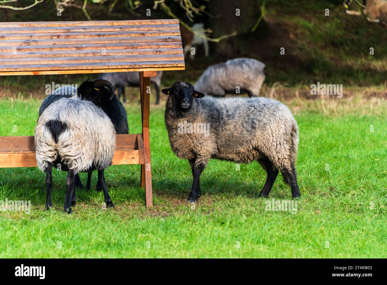 Schwarz-weiße Wollschafe auf einer Weide an der Futterstelle *** pecore di lana bianca e nera al pascolo nel luogo di alimentazione Foto Stock