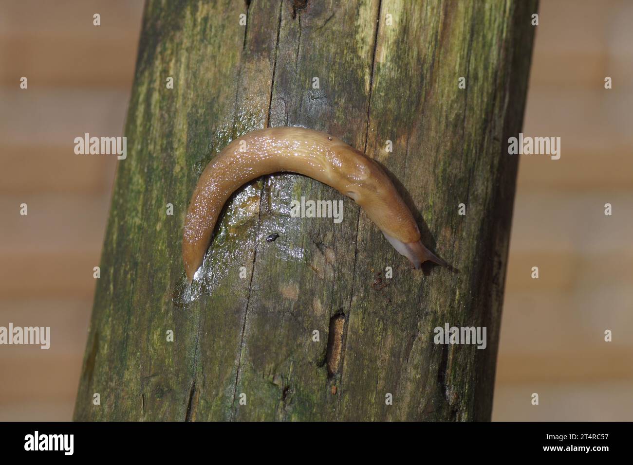 Lug giallo ( Limacus flavus sinonimo Limax flavus). Lumache di keelback di famiglia (Limacidae). Strisciando su un palo di legno. Autunno, Paesi Bassi, ottobre Foto Stock