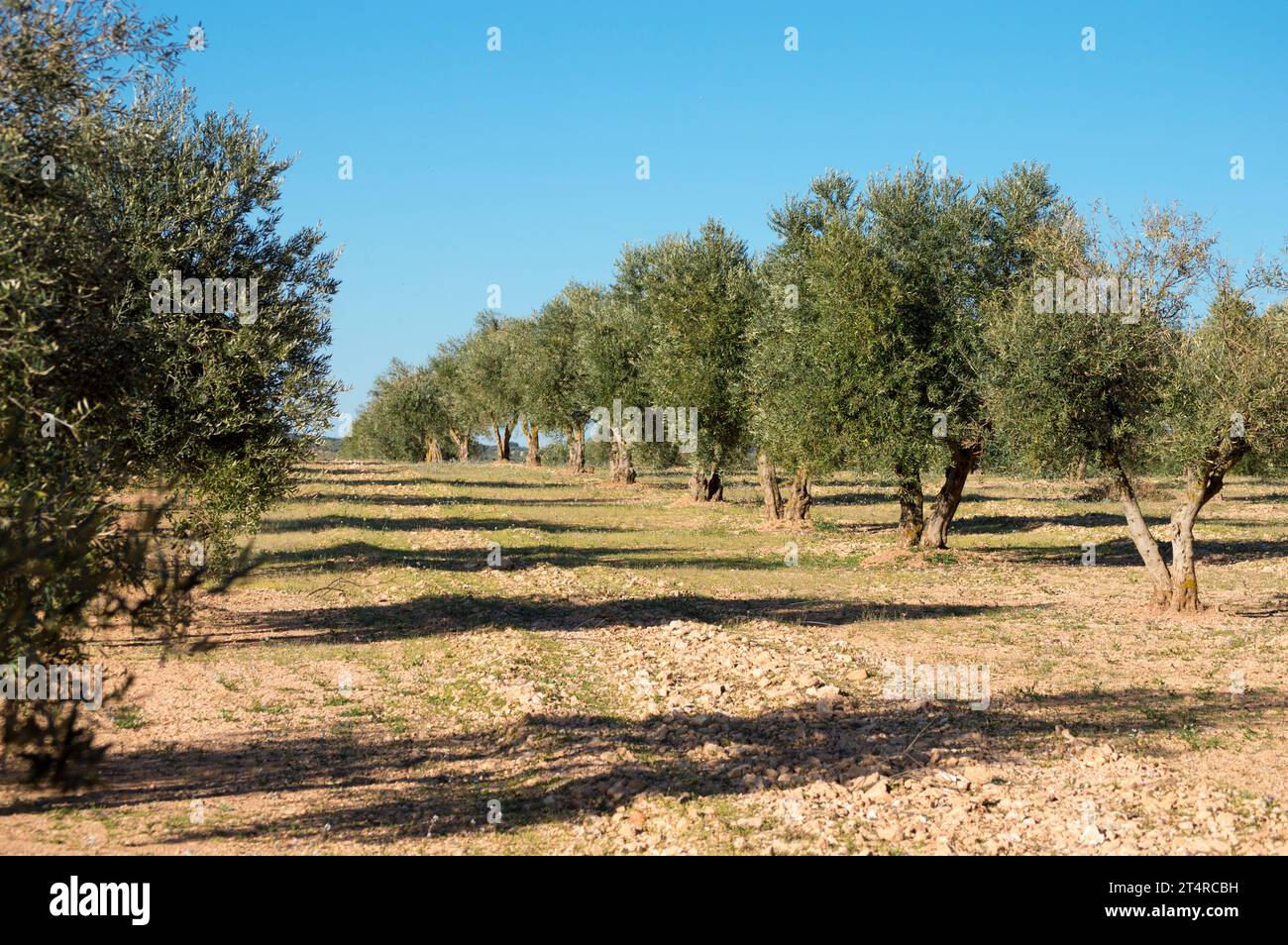 Olivar Mediterráneo en España fuente de aceite de oliva virgen extra Foto Stock