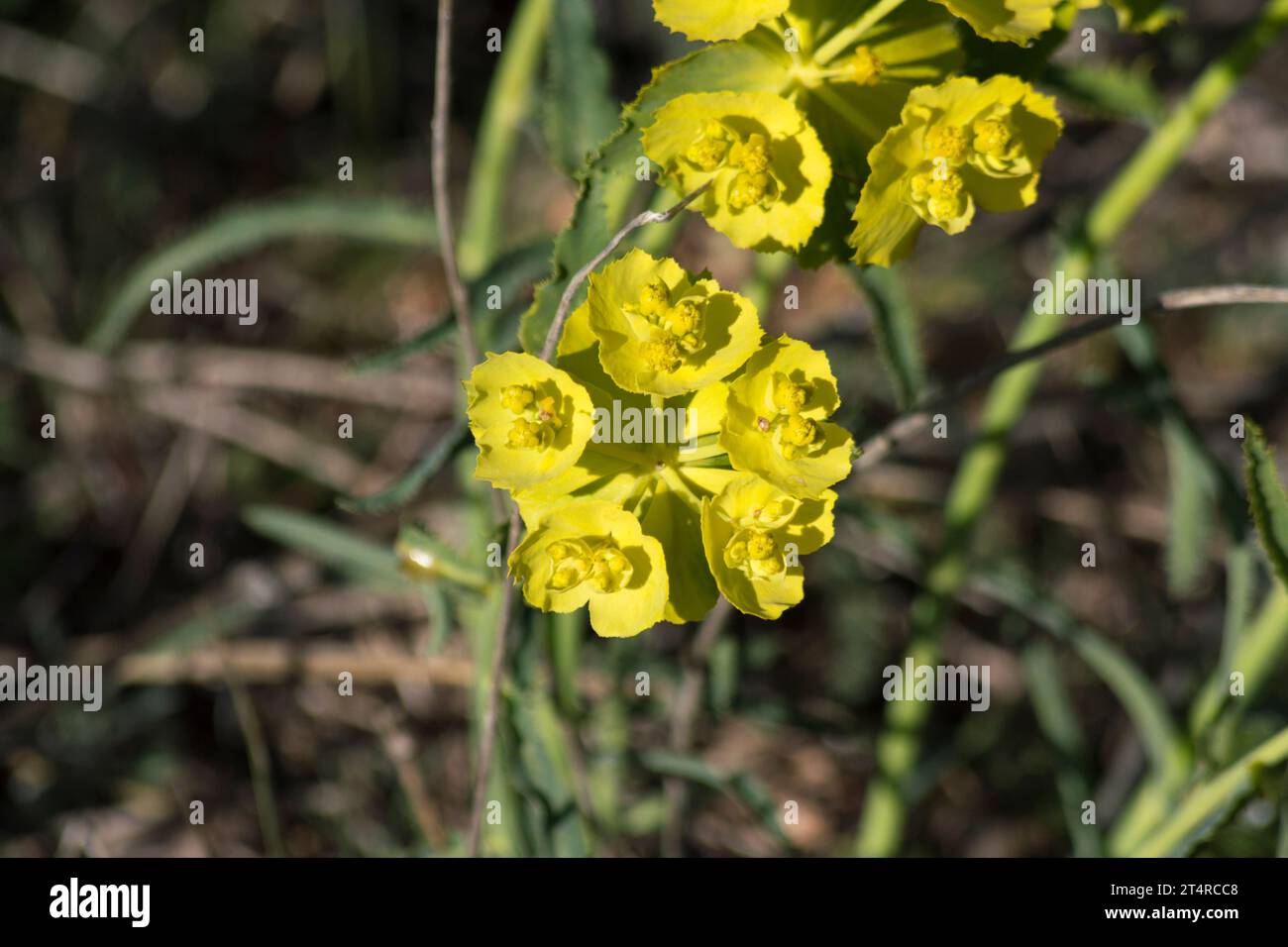 Lechetrezna planta silvestre en el campo en primavera, euphorbia serrata Foto Stock