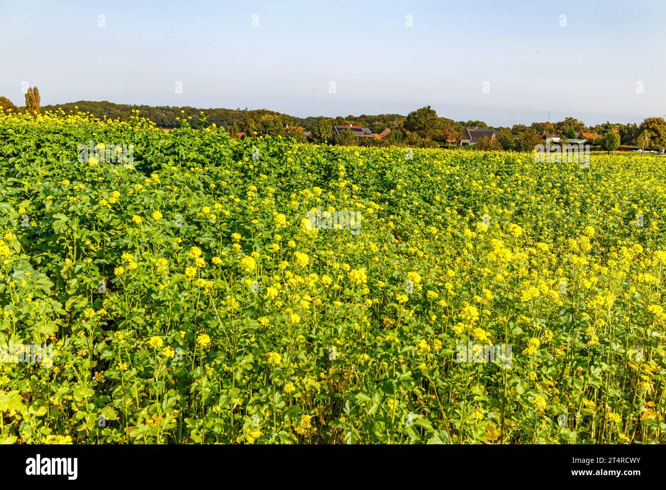 Canola olandese paesaggio agricolo panoramico con alberi autunnali sullo sfondo, piantagione di piante con fiori gialli che ricoprono terreno pianeggiante, soleggiato d Foto Stock