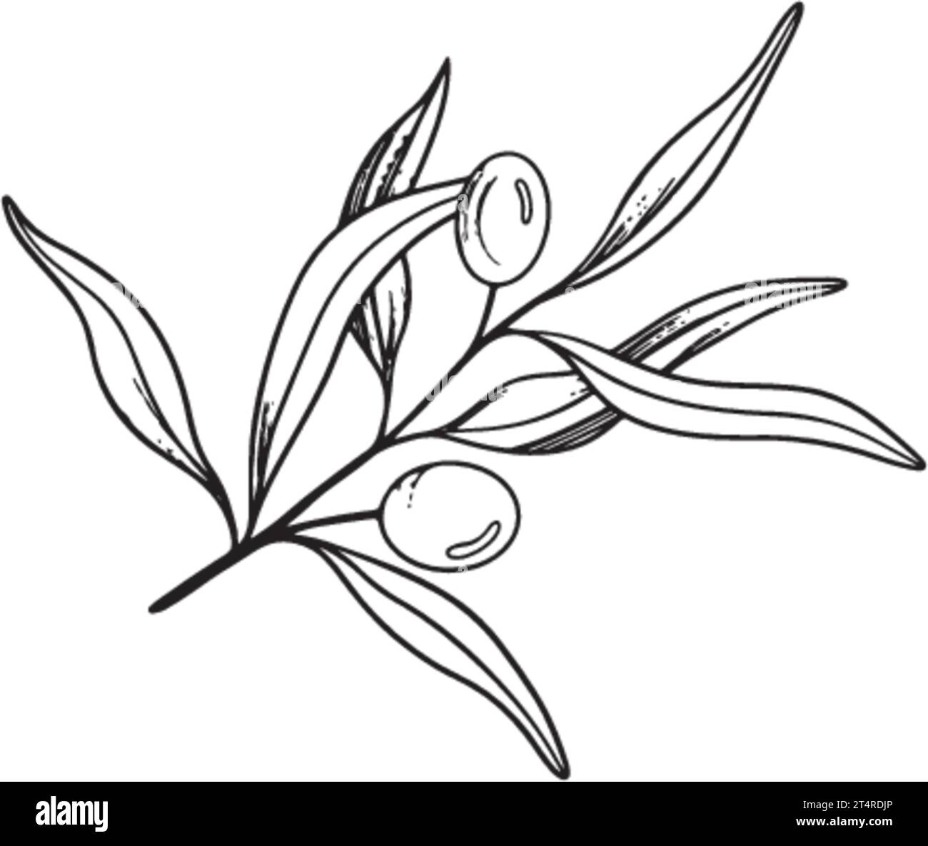 Bozzetto di rametto di ulivo con bacche e foglie. Illustrazione grafica vettoriale disegnata a mano. Disegno in bianco e nero del simbolo dell'Italia o greco per Illustrazione Vettoriale
