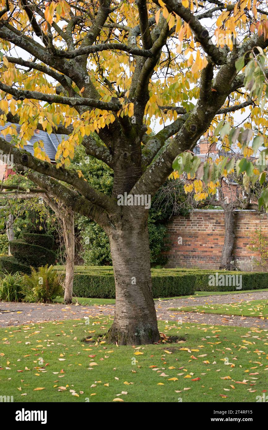 Shakespeare Garden in autunno, Lightwoods House, Bearwood, Birmingham, West Midlands, Inghilterra, Regno Unito Foto Stock