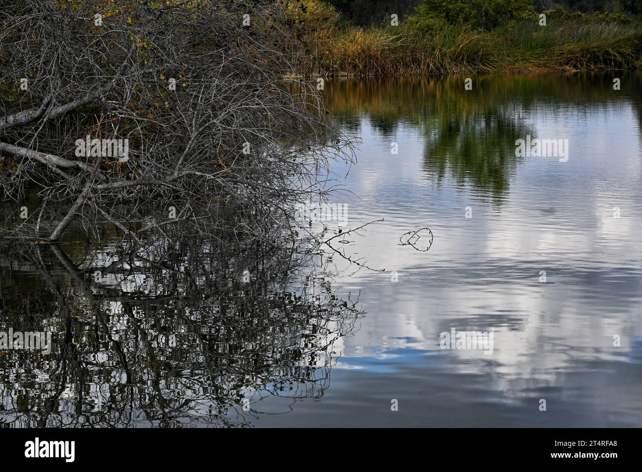 Stagno Reflections, San Joaquin Wildlife Preserve, Irvine, California Foto Stock