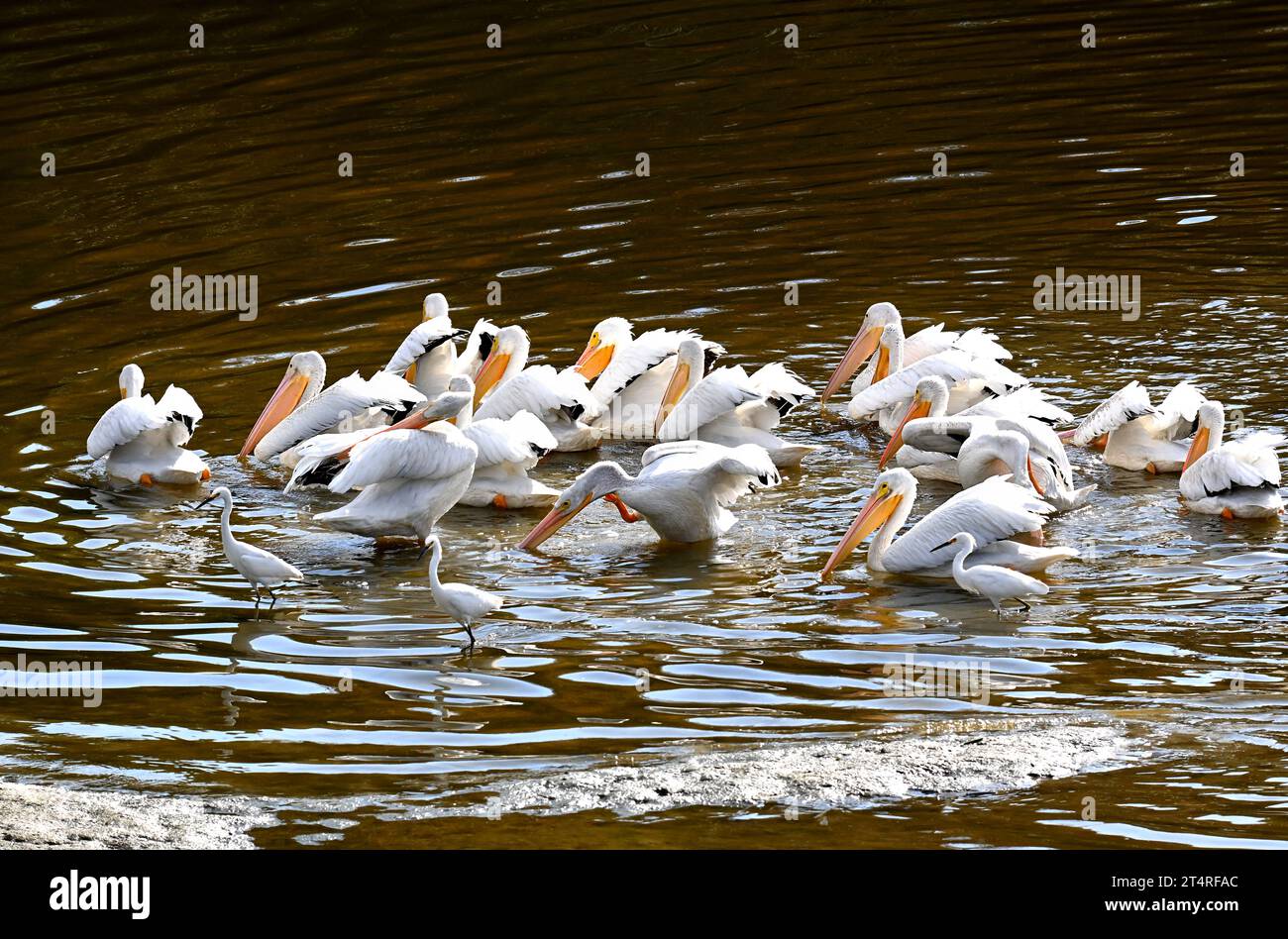 Un gruppo di pellicani bianchi americani, Pelecanus erythrorhynchos, che si nutrono di San Diego Creek, Irvine, California, fotografato il 26 ottobre 2023. Foto Stock