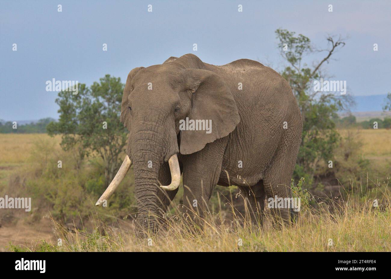 maestoso elefante africano singolo maschio in piedi e al pascolo nella selvaggia savana del masai mara, kenya Foto Stock