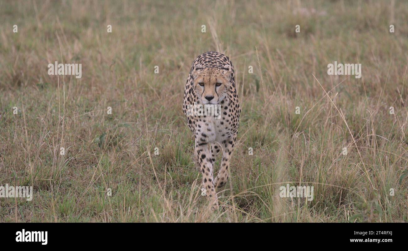profilo frontale del ghepardo che cammina furtivamente durante la caccia nella selvaggia savana di masai mara, kenya Foto Stock