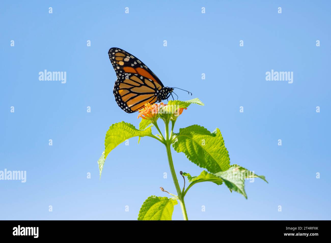 Bellissima farfalla Monarch che si nutre di fiori isolati nel cielo blu Foto Stock