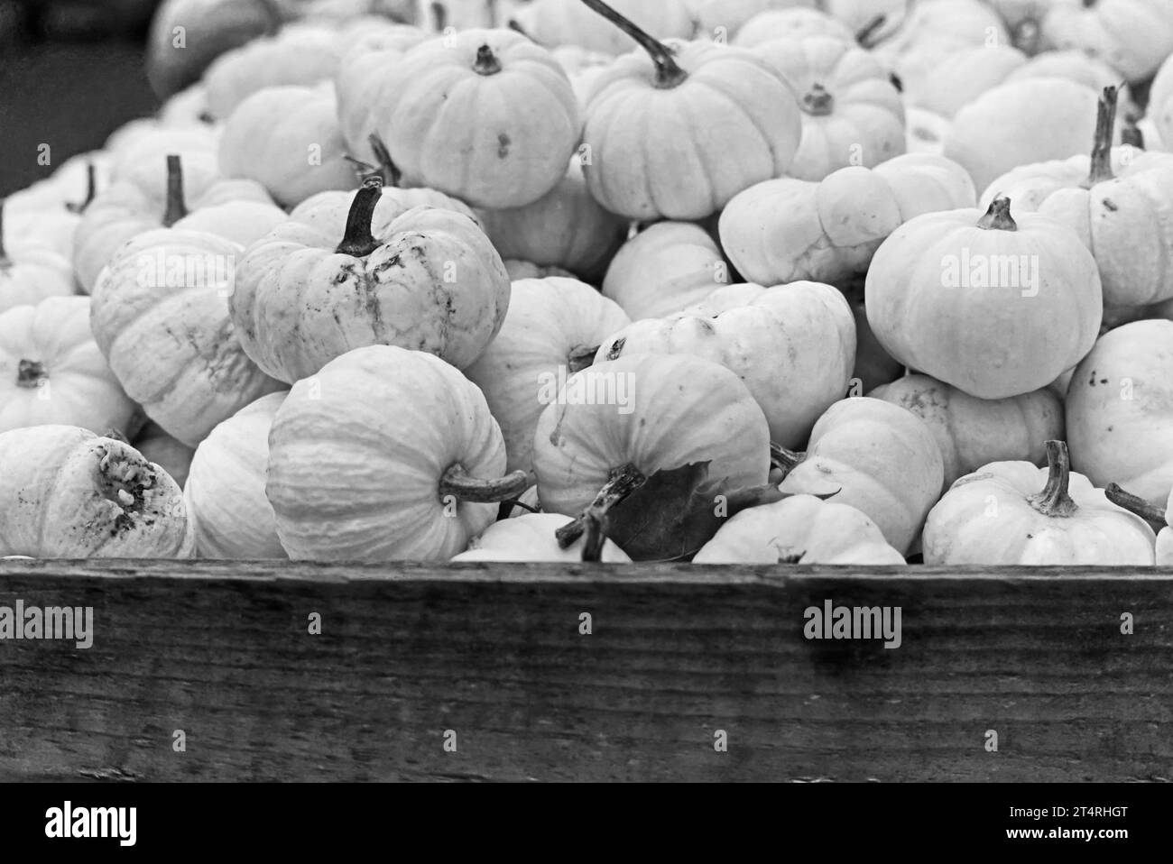 Pila di zucche ungheresi blu Foto Stock