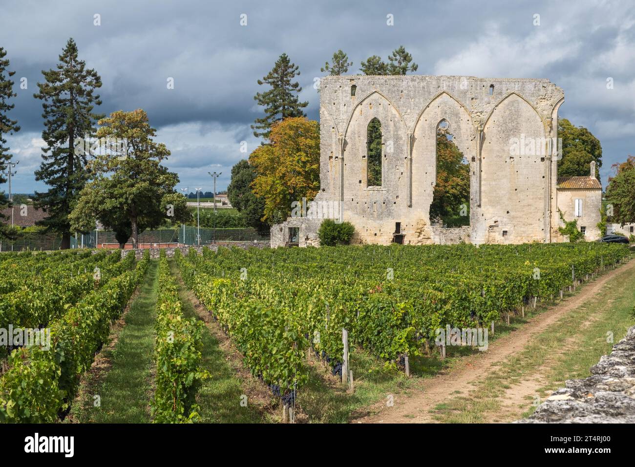 Viti che crescono nel grazioso villaggio di Saint Emilion a Bordeaux, Francia Foto Stock