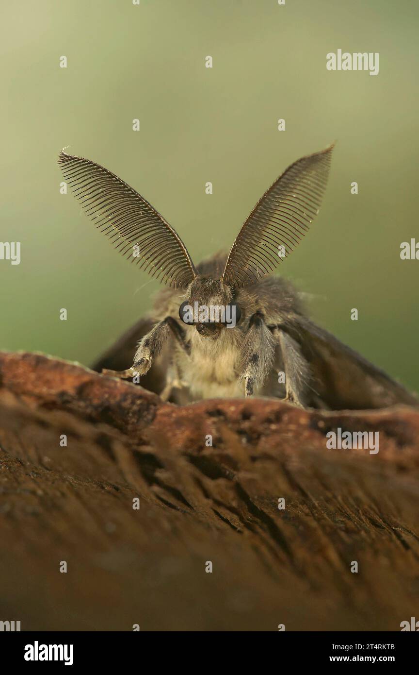 Primo piano verticale naturale su una falena zingara marrone, Lymantria dispar con antenna simile a un pipistrello rimarcabile Foto Stock