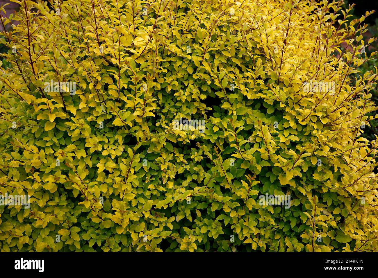 Primo piano delle piccole foglie gialle della pianta sempreverde di siepi ligustrum undulatum limone lime e clipper. Foto Stock