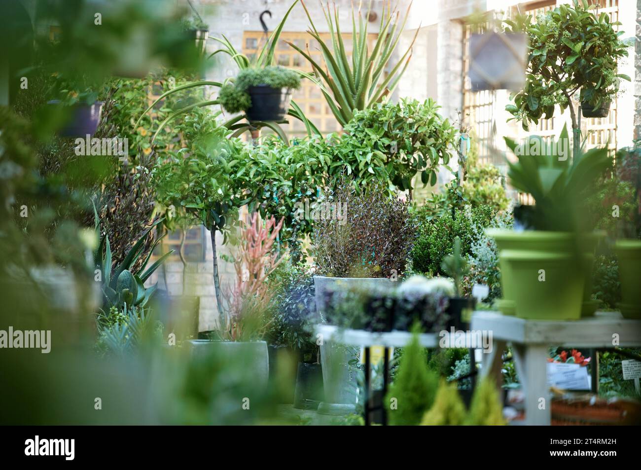 Sogni comprati e venduti. un vivaio vuoto con una varietà di bellissimi fiori. Foto Stock