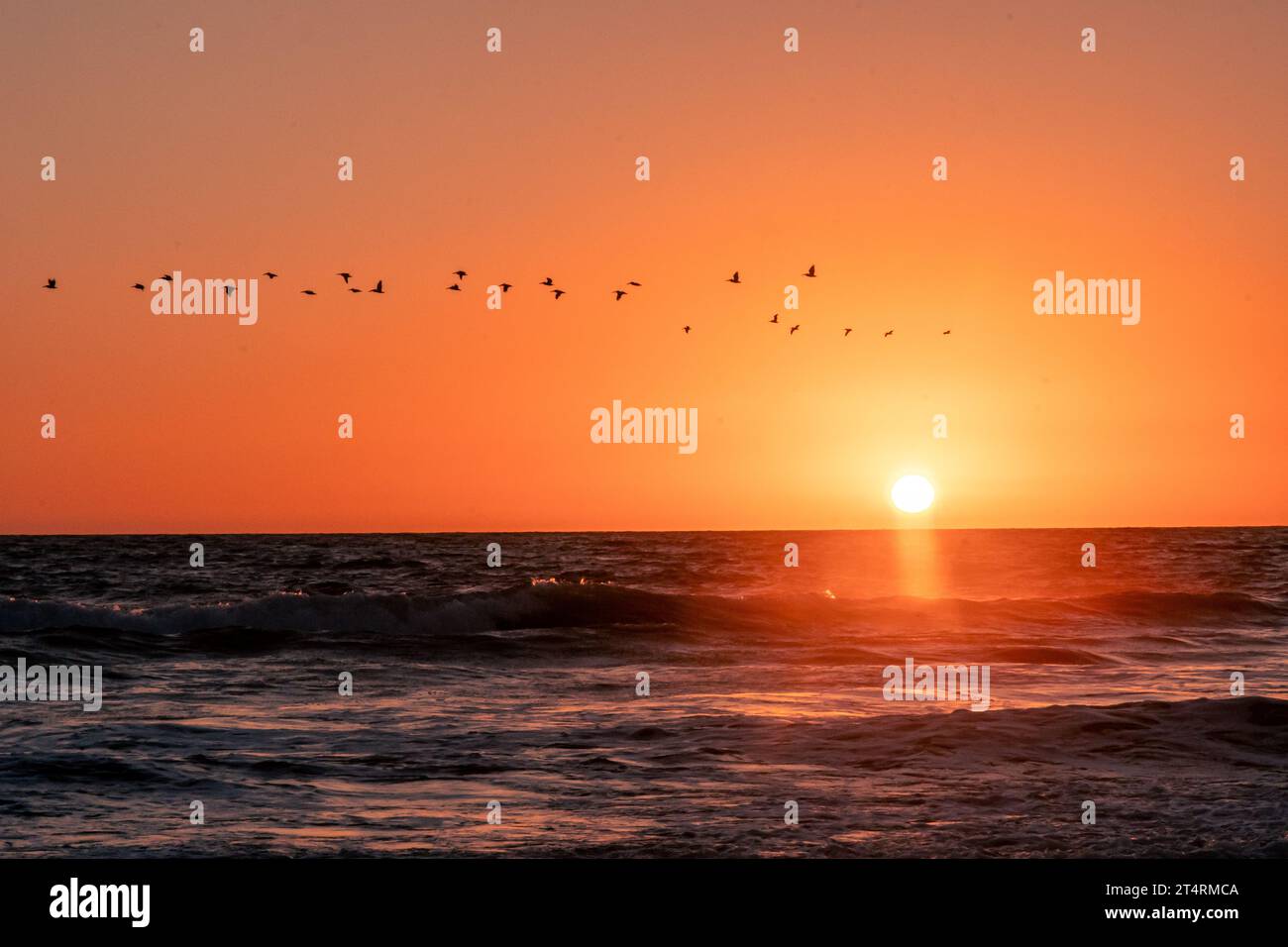 Un gregge di gabbiani naviga attraverso il tramonto sull'Oceano Pacifico Foto Stock