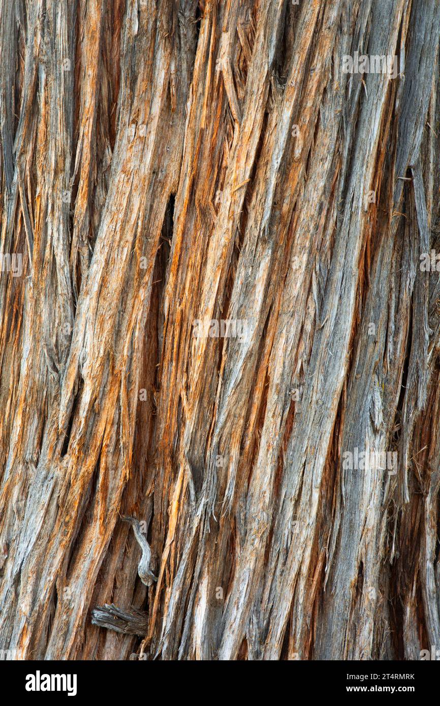 Corteccia del ginepro occidentale (Juniperus occidentalis), fiume selvaggio e panoramico Donner und Blitzen, area di protezione delle Steens Mountain, Oregon Foto Stock