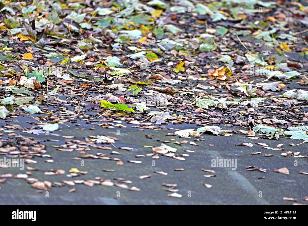 Laubfall im Herbst Ahornaub liegt zur Herbstzeit auf einem Flachdach *** le foglie cadenti in foglie d'acero autunnale giacciono su un tetto piatto in autunno credito: Imago/Alamy Live News Foto Stock