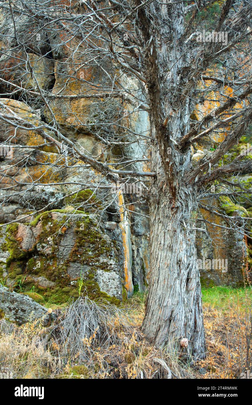 Ginepro occidentale (Juniperus occidentalis) lungo il Levi Brinkley Trail, il Donner und Blitzen Wild and Scenic River, Steens Mountain Protection area, Oregon Foto Stock