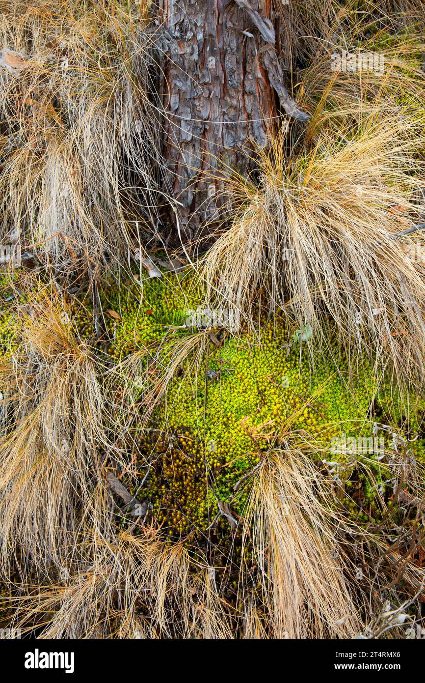 Ginepro occidentale (Juniperus occidentalis) nel bunchgrassDonner und Blitzen Wild and Scenic River, Steens Mountain Protection area, Oregon Foto Stock