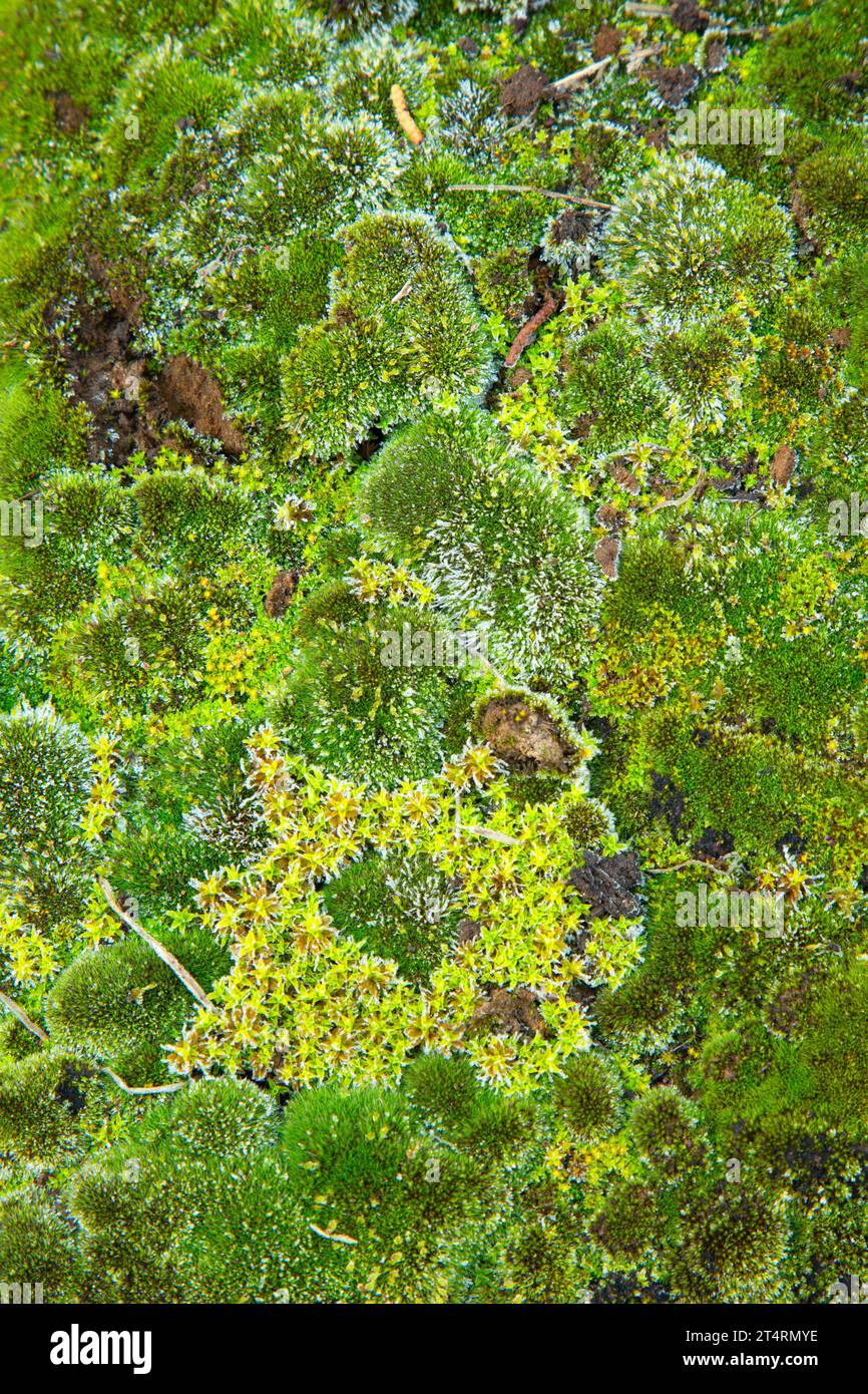 Moss lungo il Levi Brinkley Trail, il Donner und Blitzen Wild and Scenic River, Steens Mountain Protection area, Oregon Foto Stock