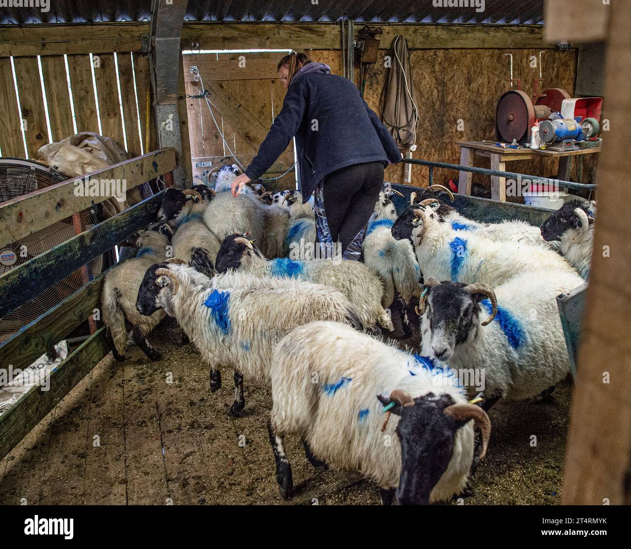 shepherdess che segna le pecore prima di andare al pascolo invernale Foto Stock