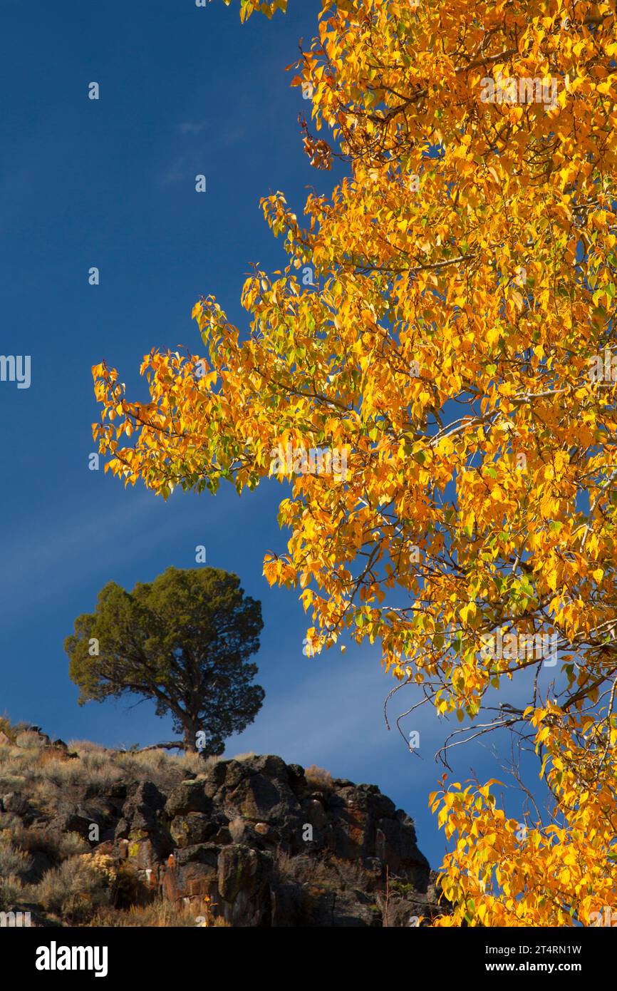 Cottonwood in autunno con ginepro occidentale (Juniperus occidentalis) lungo il Levi Brinkley Trail, Steens Mountain Protection area, Oregon Foto Stock