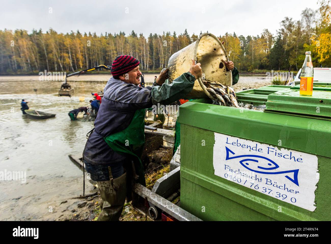 I vari pesci riforniti sono separati in uno stagno sul posto. Qui, giovane zander che passa l'inverno in uno stagno più profondo. Wiesau (VGem), Germania Foto Stock