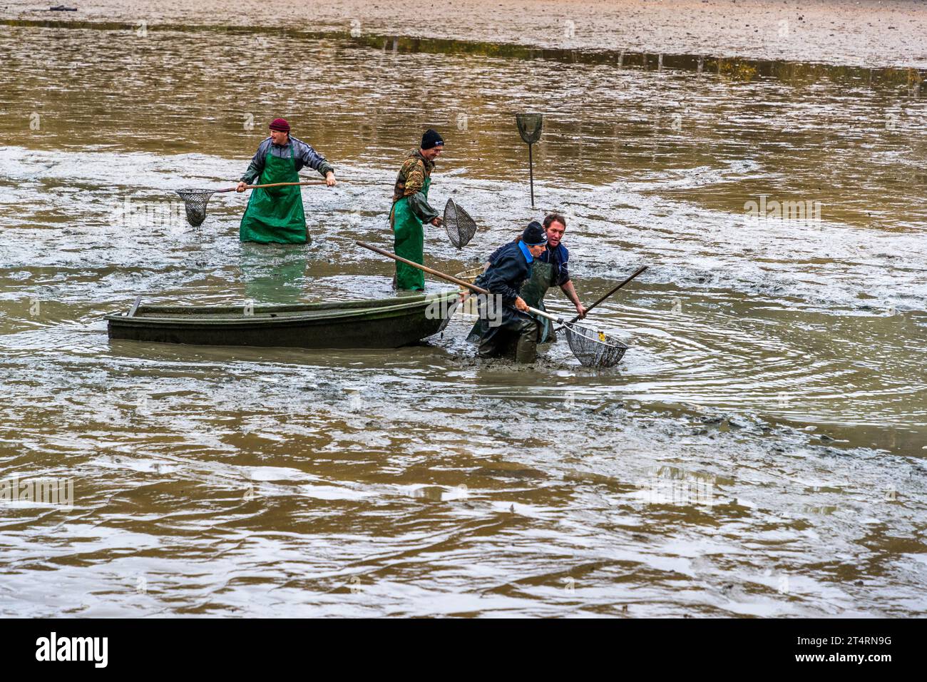 La campagna di pesca delle carpe nella regione di Tirschenreuth inizia alla fine di settembre. Sono necessari molti aiutanti per garantire che i pesci possano essere prelevati rapidamente dallo stagno e nelle vasche di contenimento. Wiesau (VGem), Germania Foto Stock