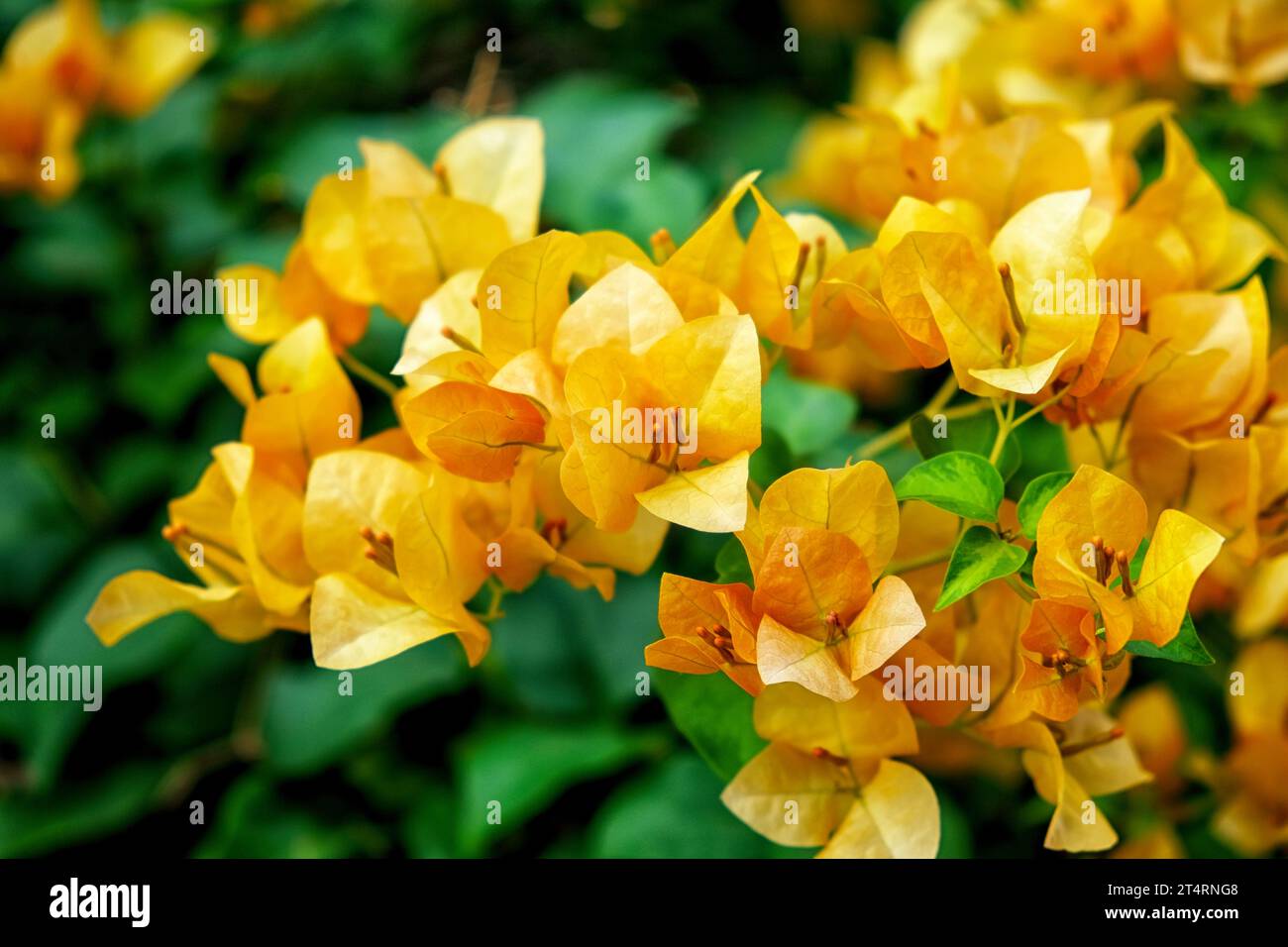 In mostra l'arte della natura: Un primo piano di un gruppo di fiori di bouganville arancioni in mezzo a uno sfondo di fiorenti foglie verdi. Foto Stock