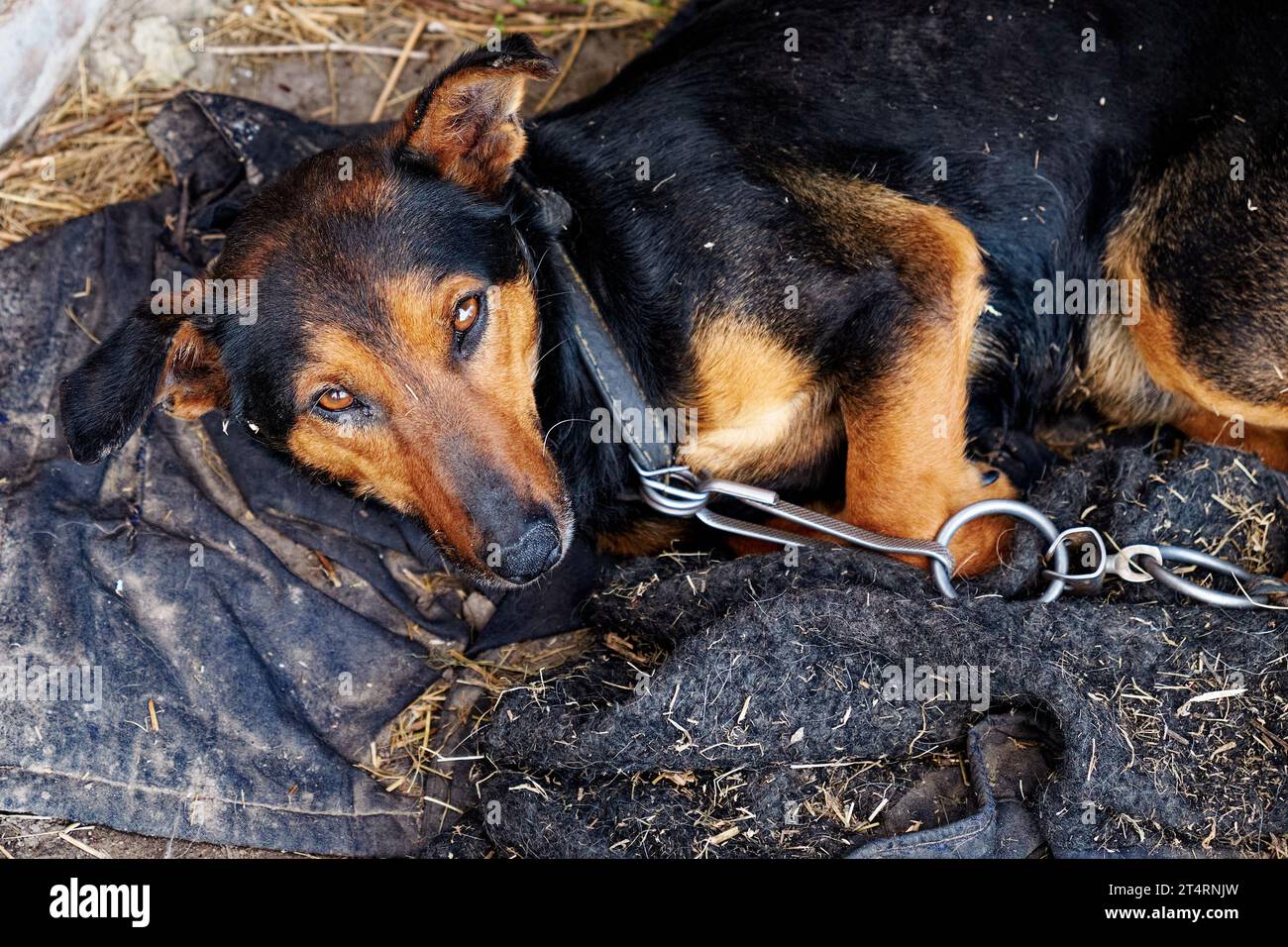 Un piccolo cane giace su stracci sporchi. Cane su una catena. Foto Stock
