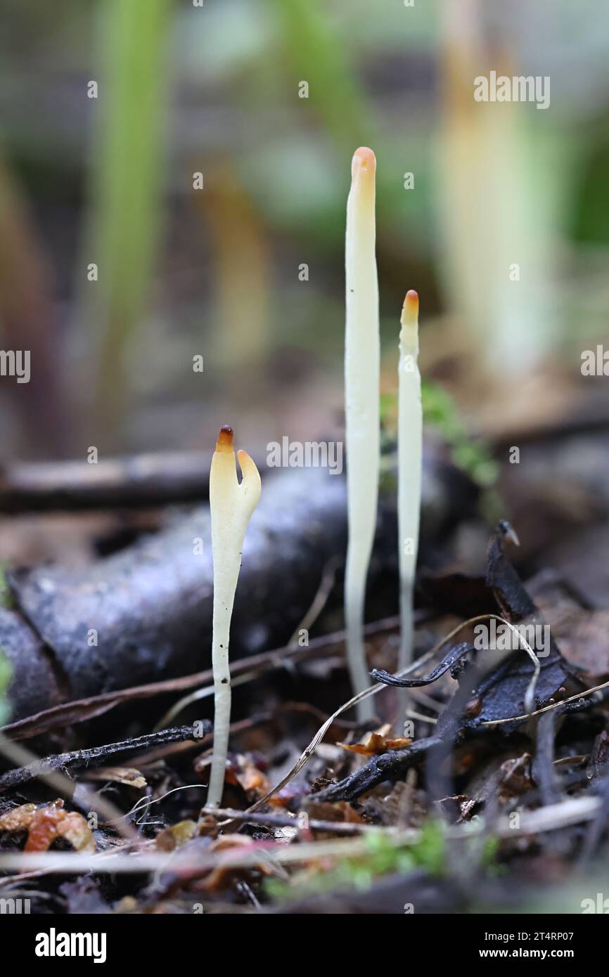 Clavaria falcata, un fungo clavarioide finlandese, senza nome comune inglese Foto Stock