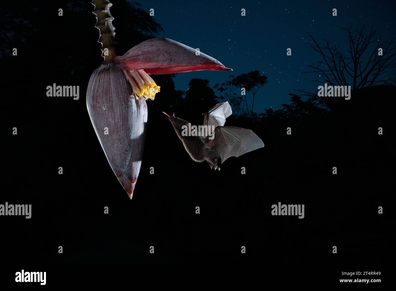 Pipistrello dalle tonalità lunghe (Glossophaga soricina) adulto che si nutre di notte dal nettare di fiori, Costa Rica - foto di scorta Foto Stock